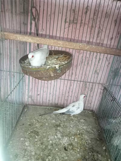 all pied dove verities and jawa