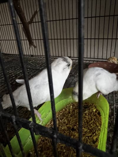 Spangle pied budgies for sale