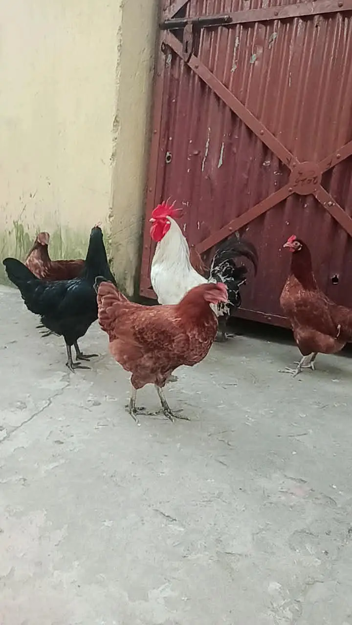 statar andy new new de rahi ha — photo 2