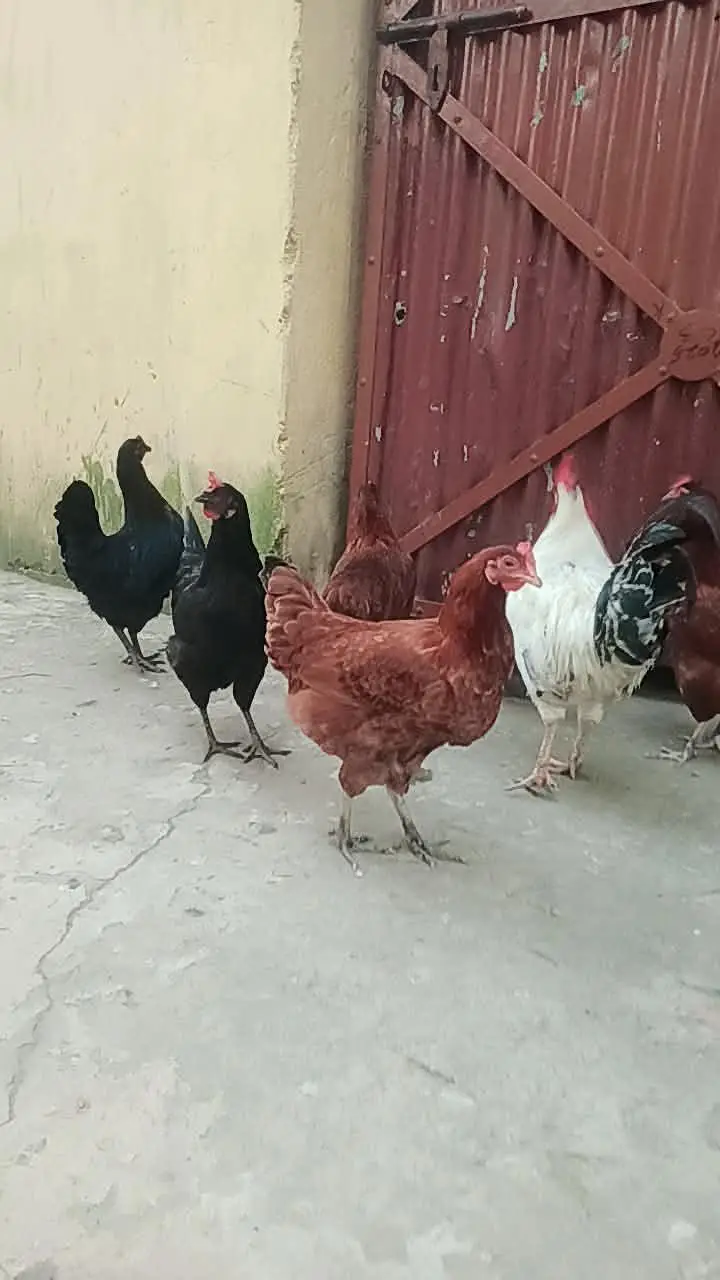 statar andy new new de rahi ha — photo 3