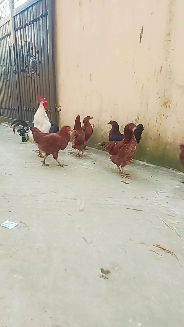 statar andy new new de rahi ha — photo 4
