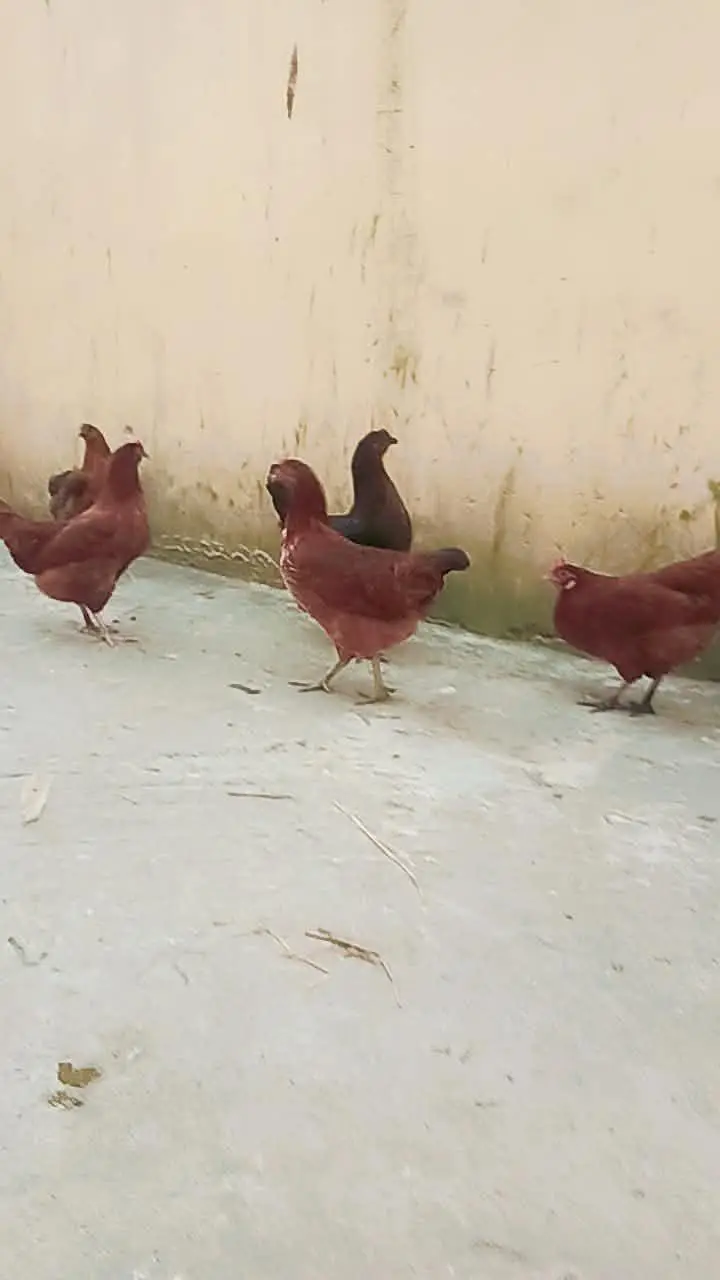 statar andy new new de rahi ha — photo 5