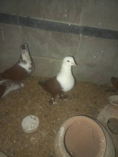 karbalai male and cross female