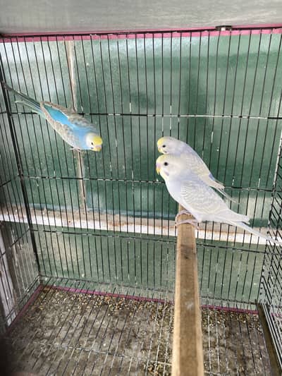 Rainbow and Hogoromo Ready to First breed