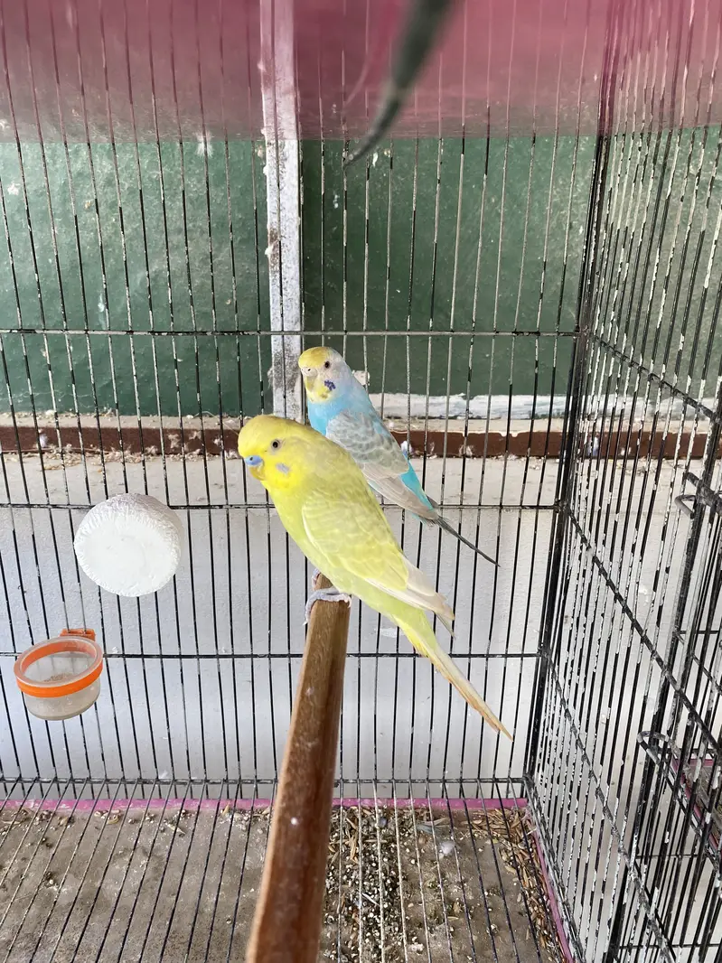 Rainbow and Hogoromo Ready to First breed — photo 2
