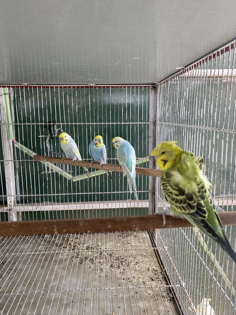 Rainbow and Hogoromo Ready to First breed — photo 3