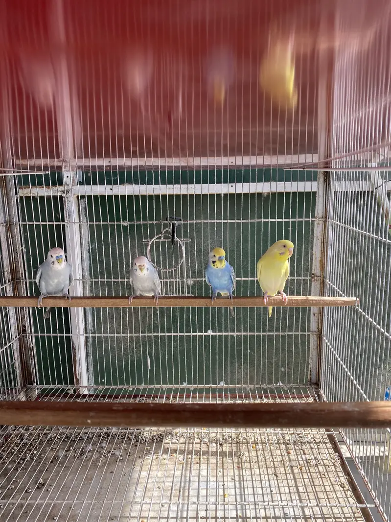 Rainbow and Hogoromo Ready to First breed — photo 4