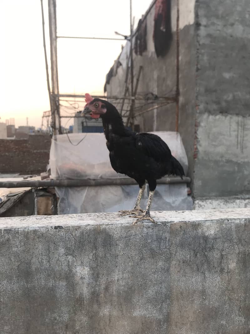 Bumgam 5