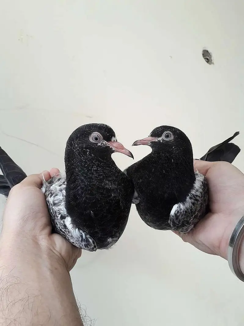 origional Royal teddi pair — photo 5