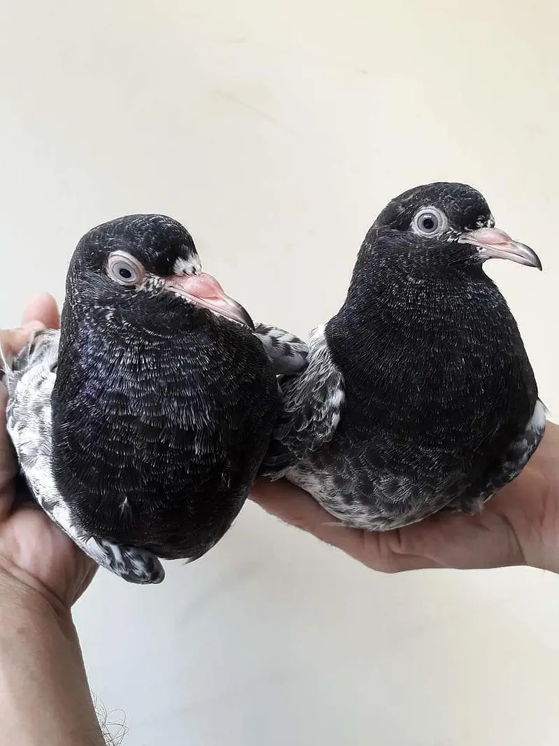 origional Royal teddi pair — photo 6