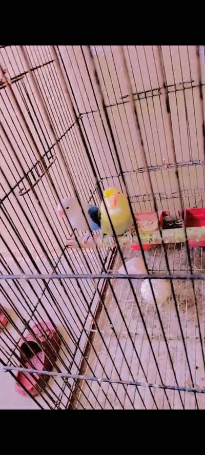 love. bird