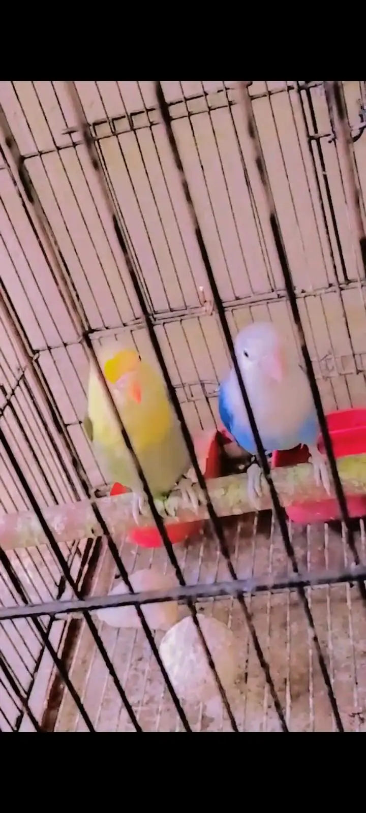 love. bird — photo 2