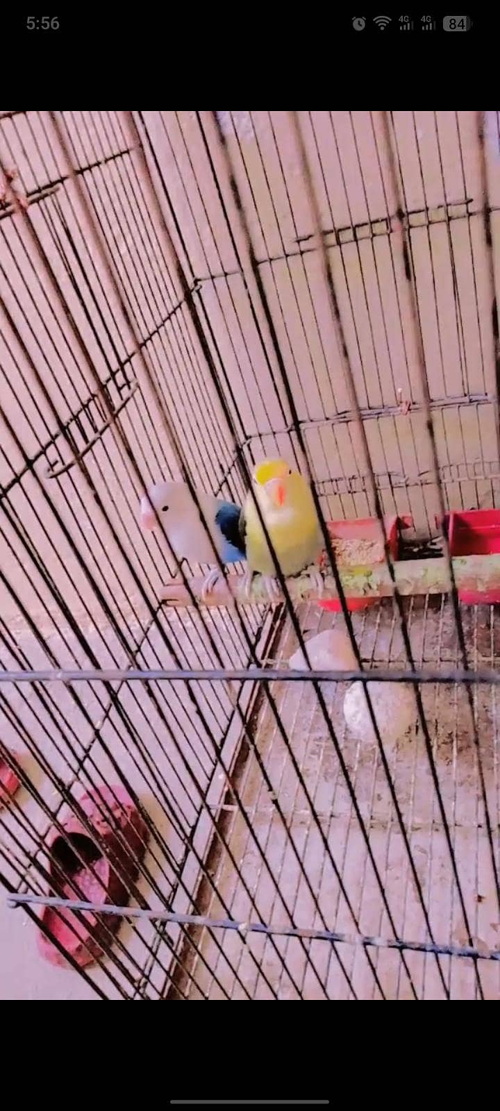 love. bird 2
