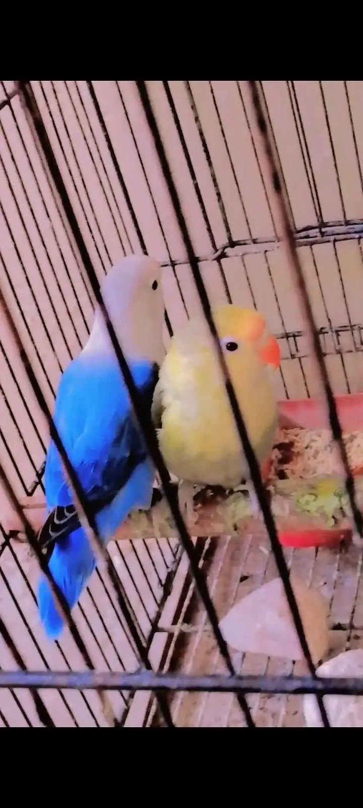 love. bird — photo 4