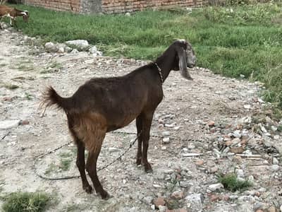 Betal goat with baby pair