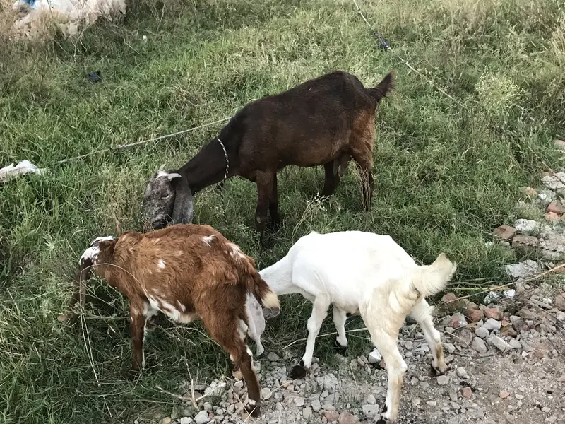 Betal goat with baby pair — photo 2