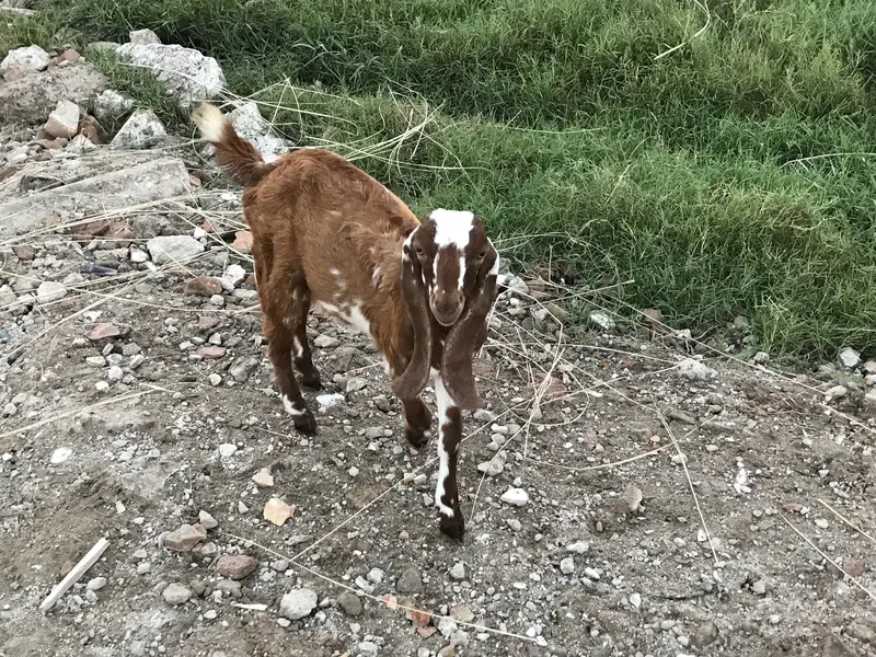 Betal goat with baby pair — photo 3
