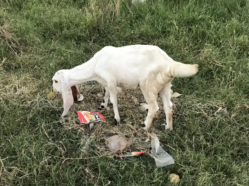 Betal goat with baby pair — photo 4