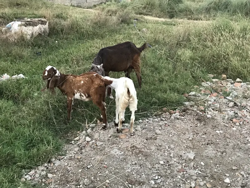 Betal goat with baby pair — photo 5