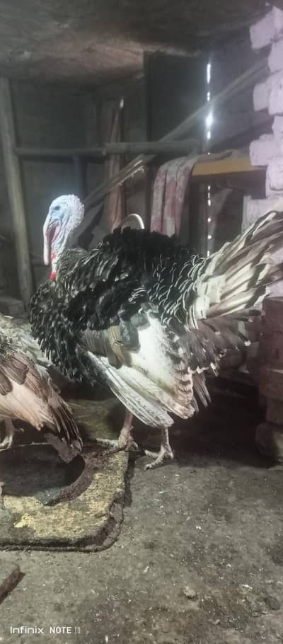 turkey brider male 11 month for sale