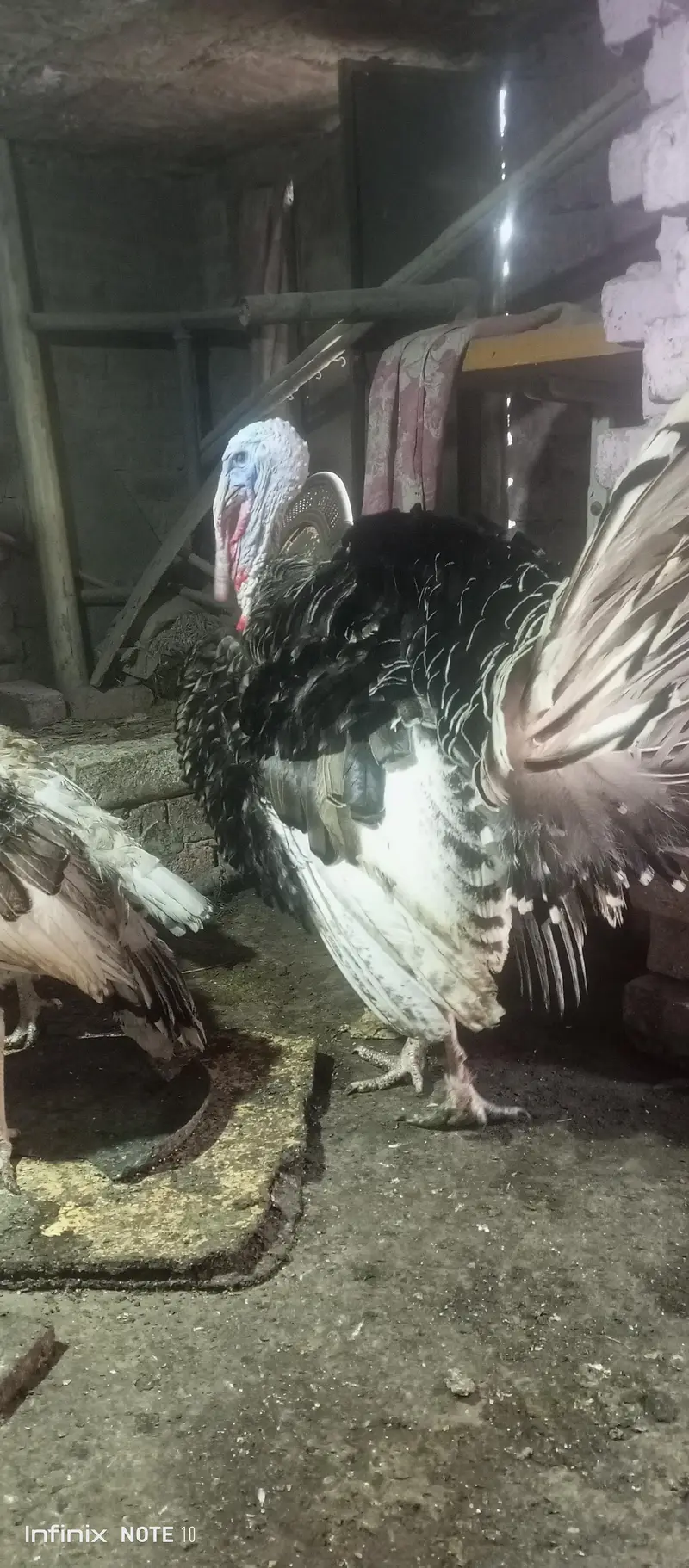 turkey brider male 11 month for sale — photo 2