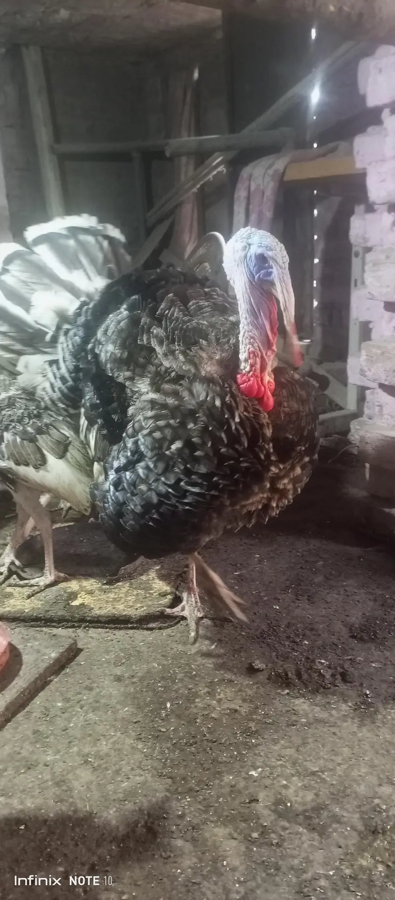 turkey brider male 11 month for sale — photo 3