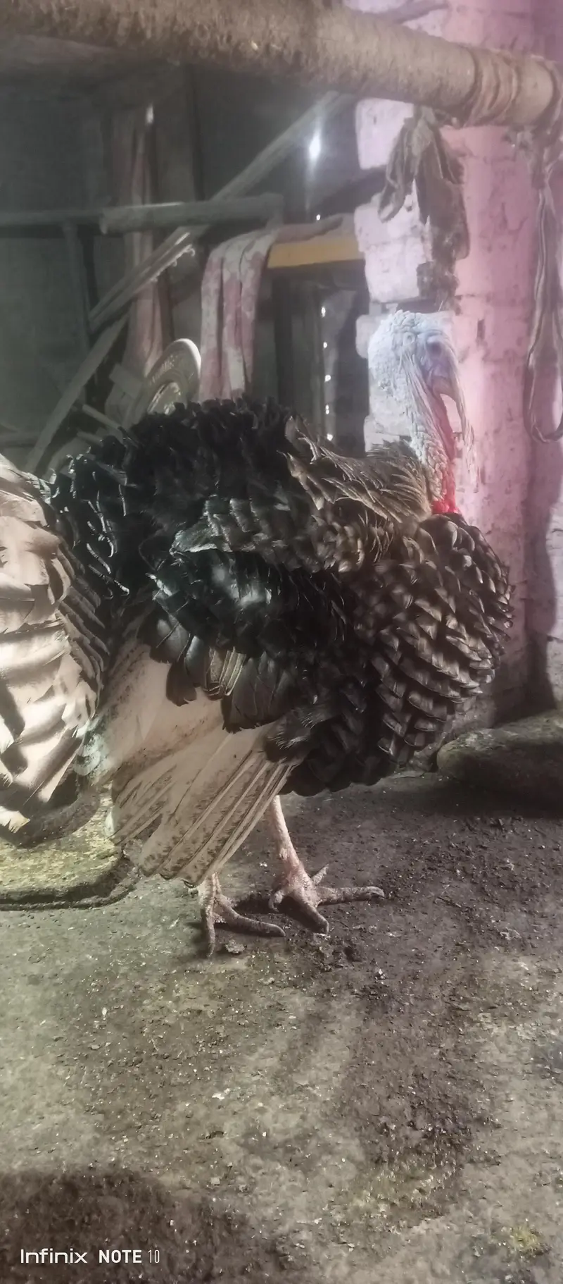 turkey brider male 11 month for sale — photo 4