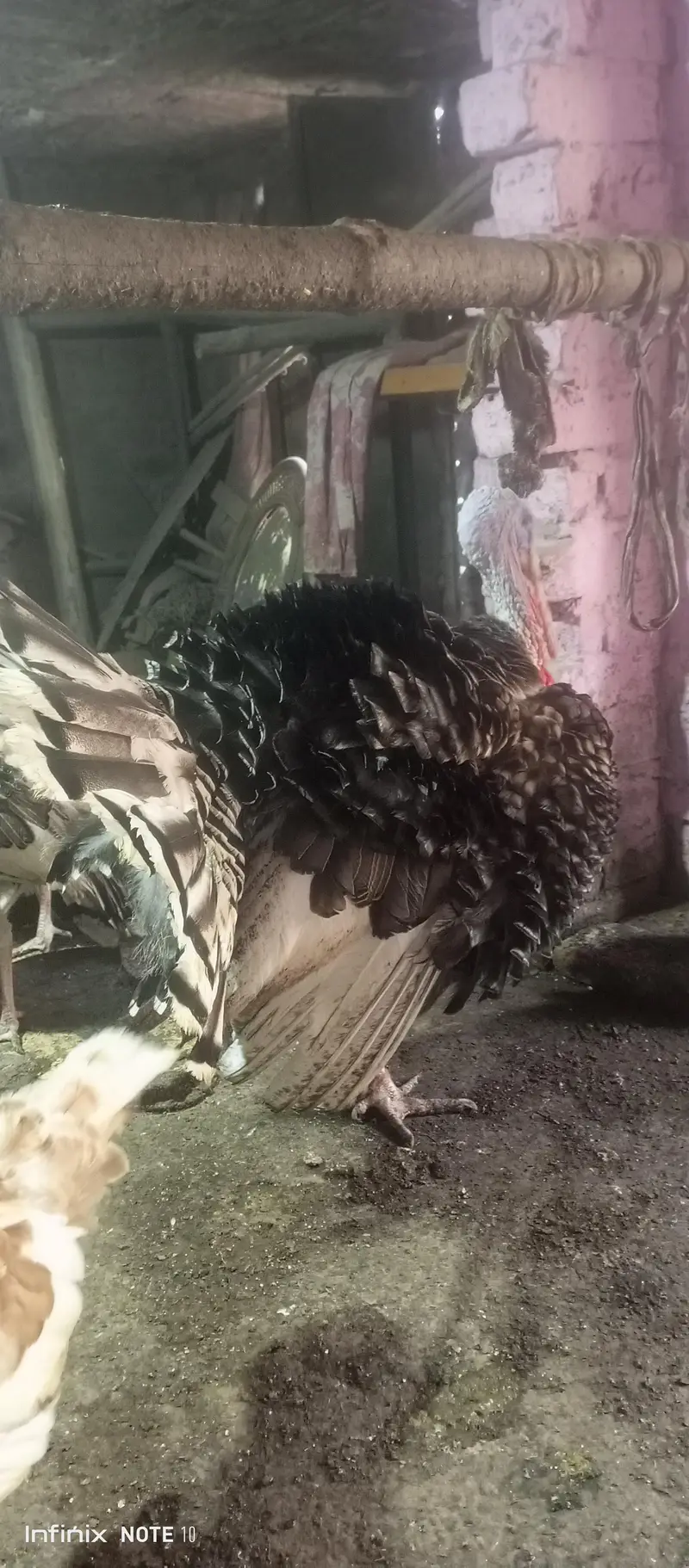 turkey brider male 11 month for sale — photo 5
