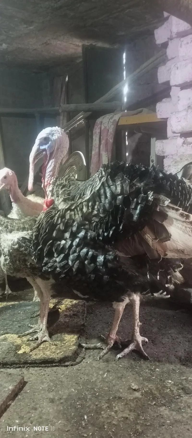 turkey brider male 11 month for sale — photo 6