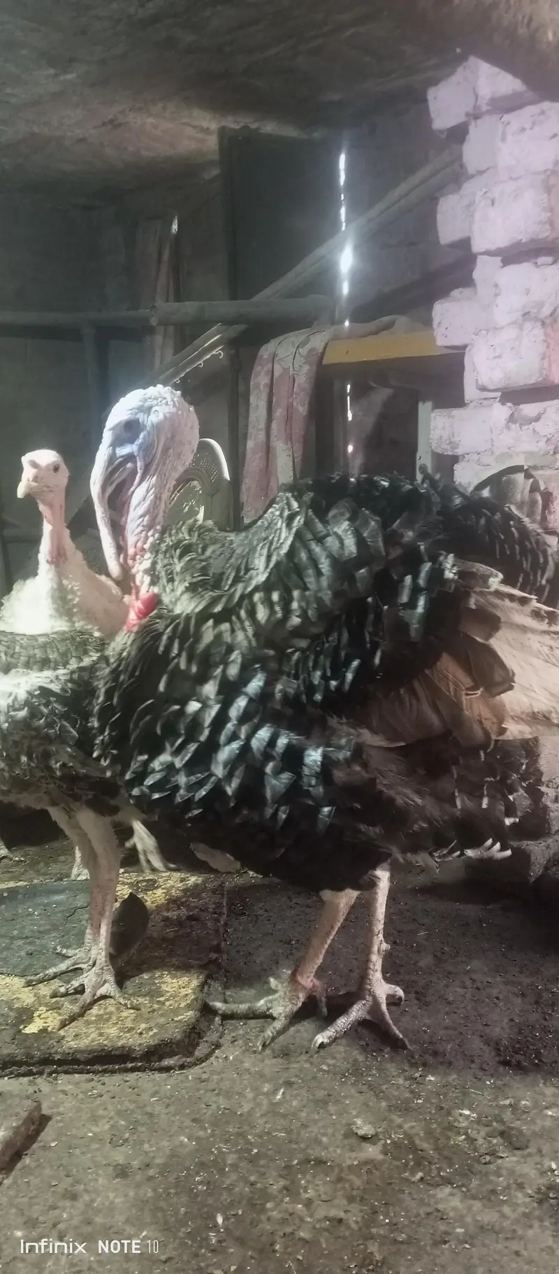 turkey brider male 11 month for sale — photo 7