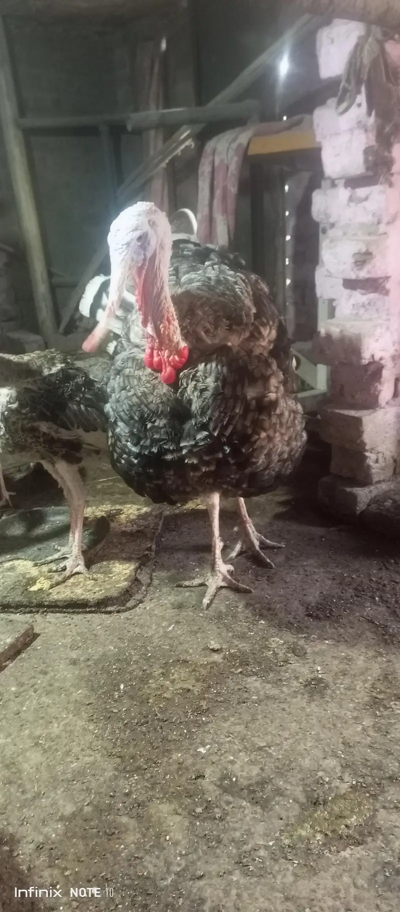 turkey brider male 11 month for sale — photo 8