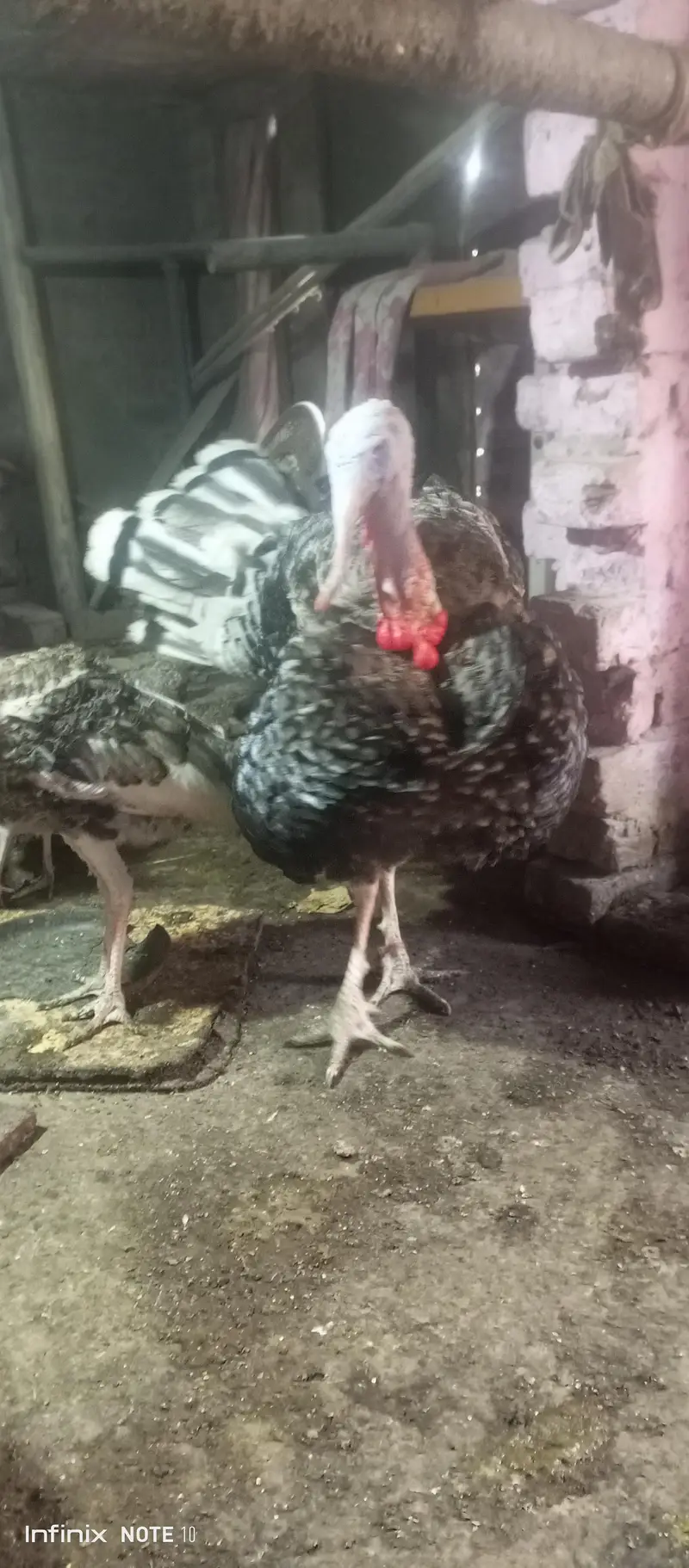 turkey brider male 11 month for sale — photo 9