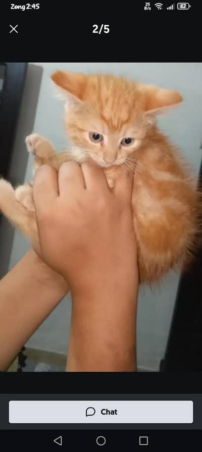 Persian triple coated