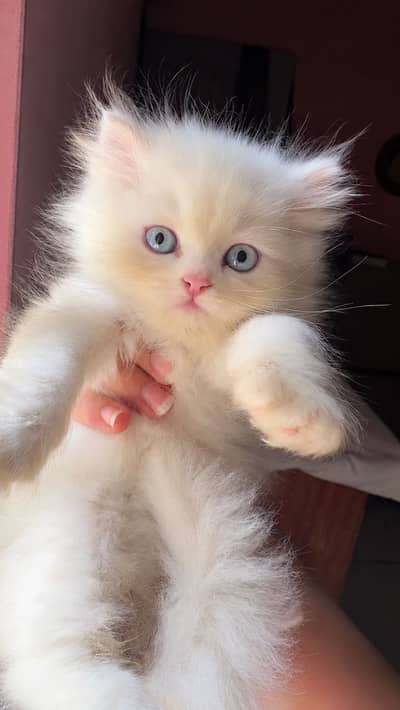 Persian kittens | triple coat | semi punch kittens for sale