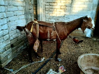 MILK bakri for  sale