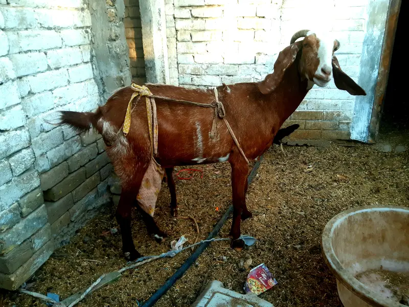 MILK bakri for  sale — photo 2