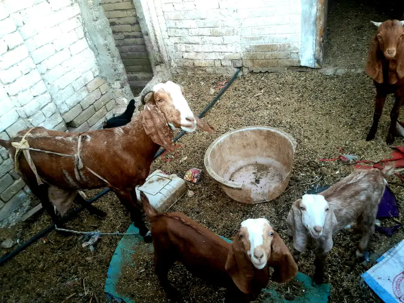 MILK bakri for  sale — photo 3