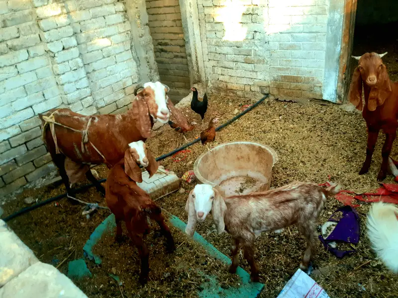 MILK bakri for  sale — photo 4