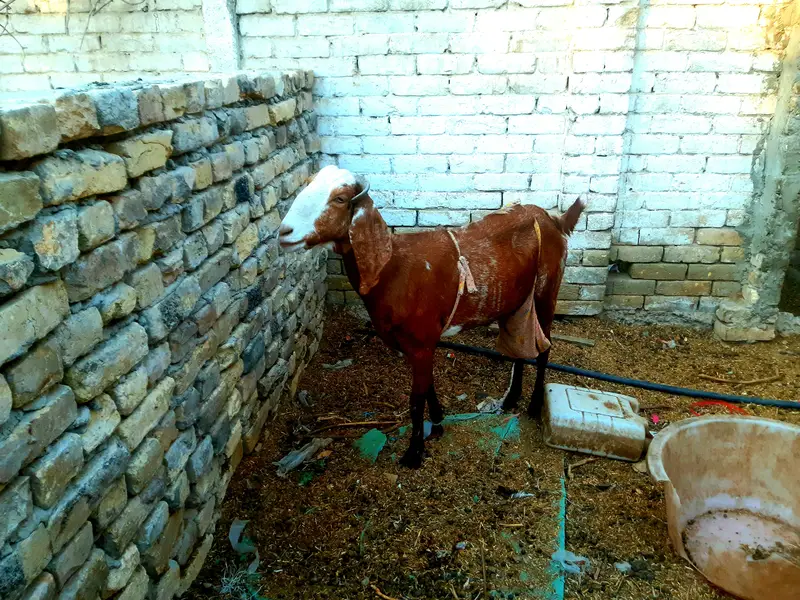 MILK bakri for  sale — photo 5