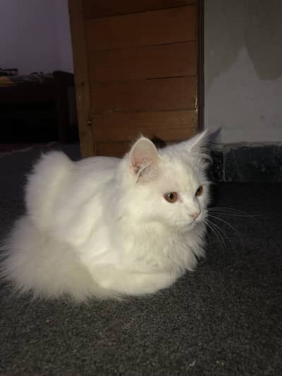 Persian Triple Court White Cat For Sale