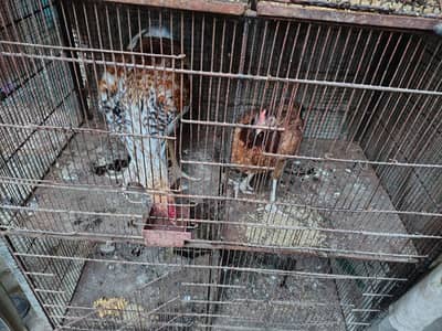 Aseel Murga Murgi Pair With 7 Eggs For Sale