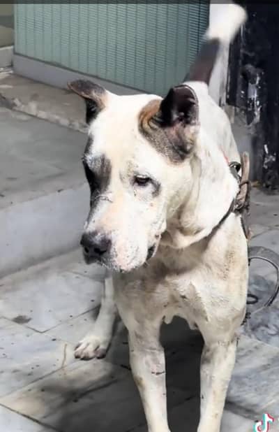 Bully male