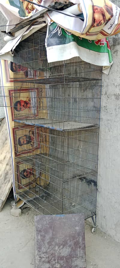 pinjra parrot and chicks best pinjra