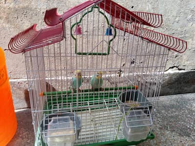Budgies