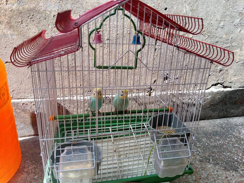 Budgies 0