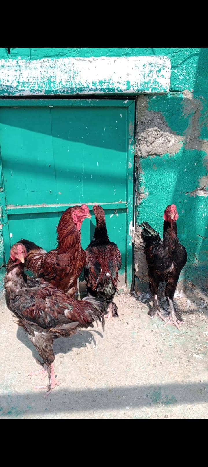 Aseel pamol 0