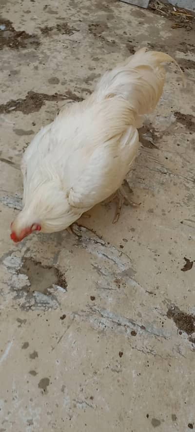 Aseel heera murgha for sale