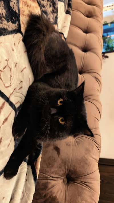 Stunning Solid Black Persian CAT– Playful & Loving Companion