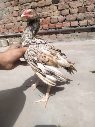 Aseel chicks for sale