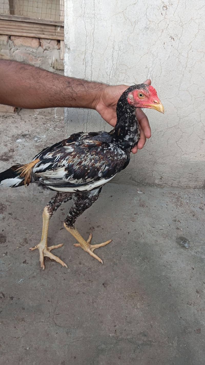 high quality bird 0